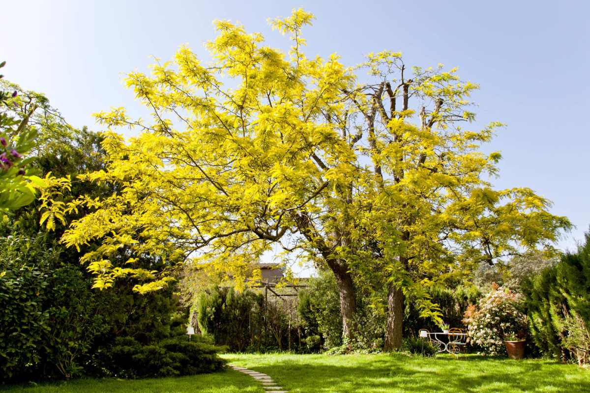 L'acacia du jardin, hôtel Les Hamaques, Catalogne, Espagne.