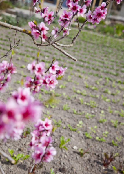 Le potager de La Chassagnette en Camargue