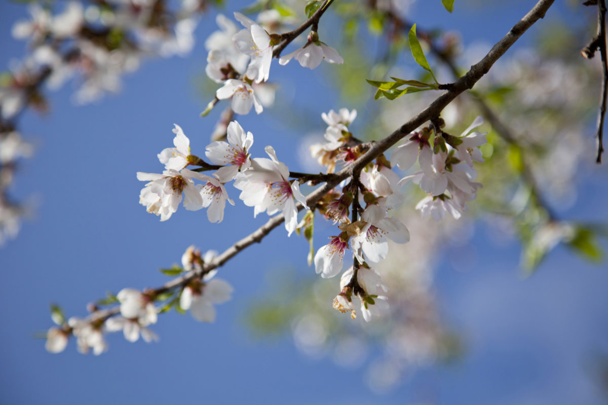 Printemps, Camargue