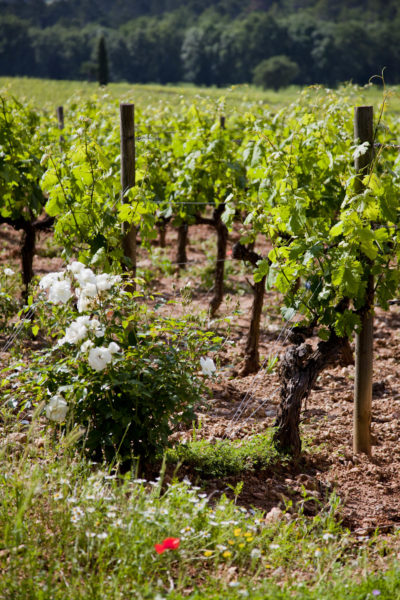 Vignes dans le Var