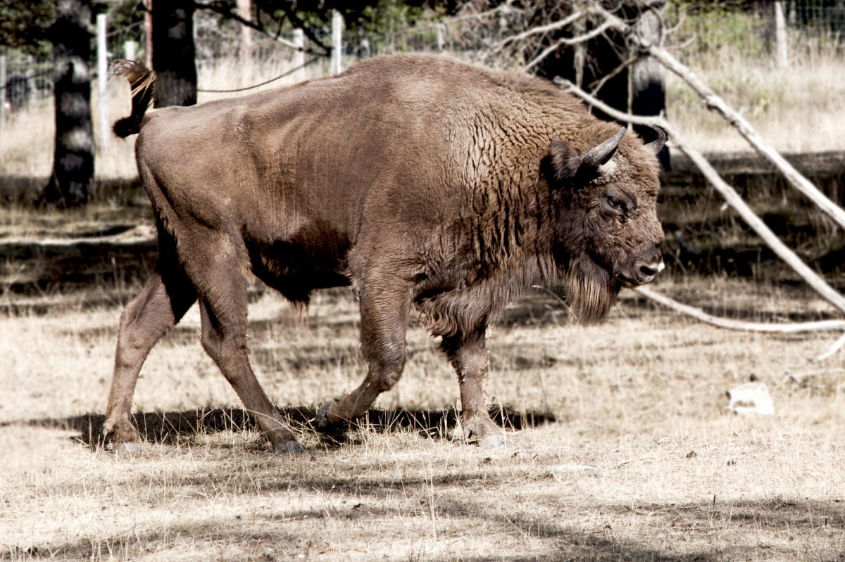 Le bison, Réserve animalière des Monts d’Azur, Alpes-maritimes. © Elodie Rothan