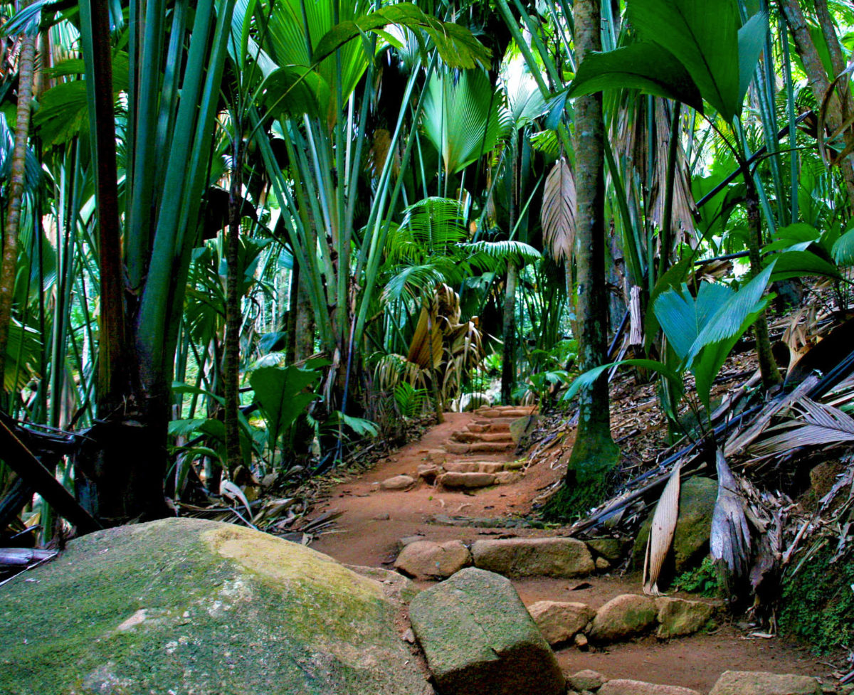Vallée de Mai, île de Praslin, Seychelles.
