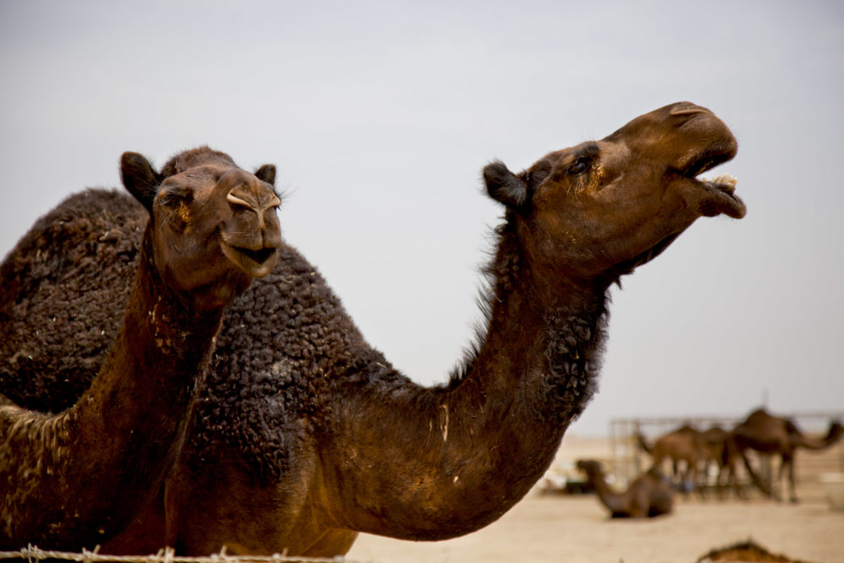 Voyage à Oman