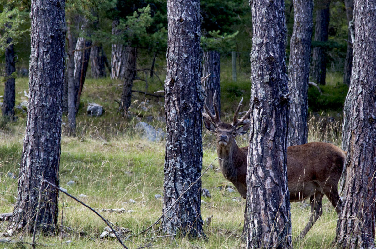Cerf Élaphe, Réserve animalière des Monts d’Azur, Alpes-maritimes. © Elodie Rothan