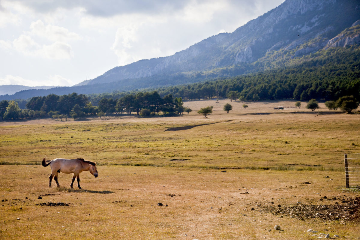 Dans la prairie, un cheval de Przewalski, Réserve animalière des Monts d’Azur, Alpes-maritimes. © Elodie Rothan