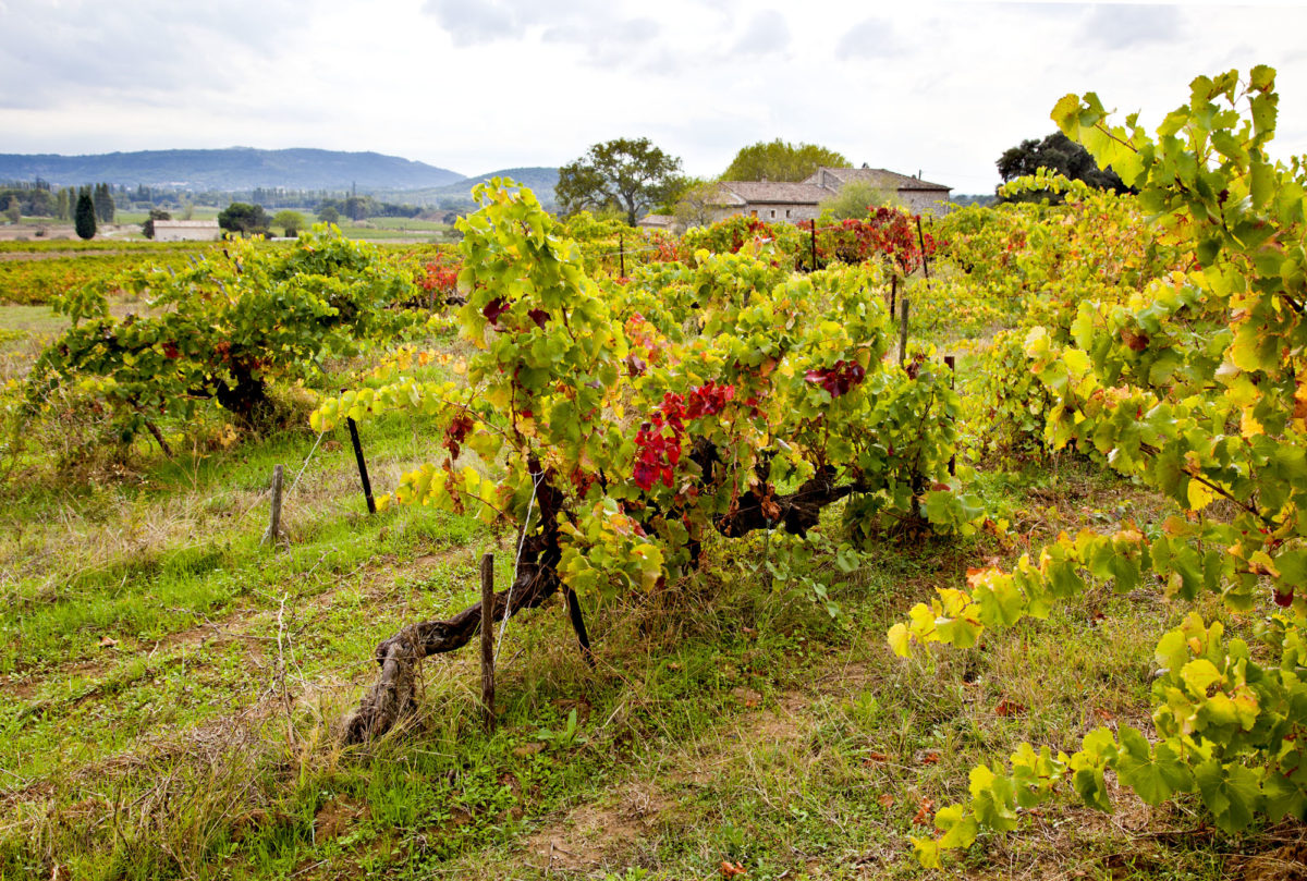 Vieilles vignes, Domaine Bonetto-Fabrol, appellation Grignan-les-Adhémar. © Elodie Rothan