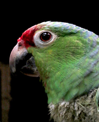Ara au Costa Rica