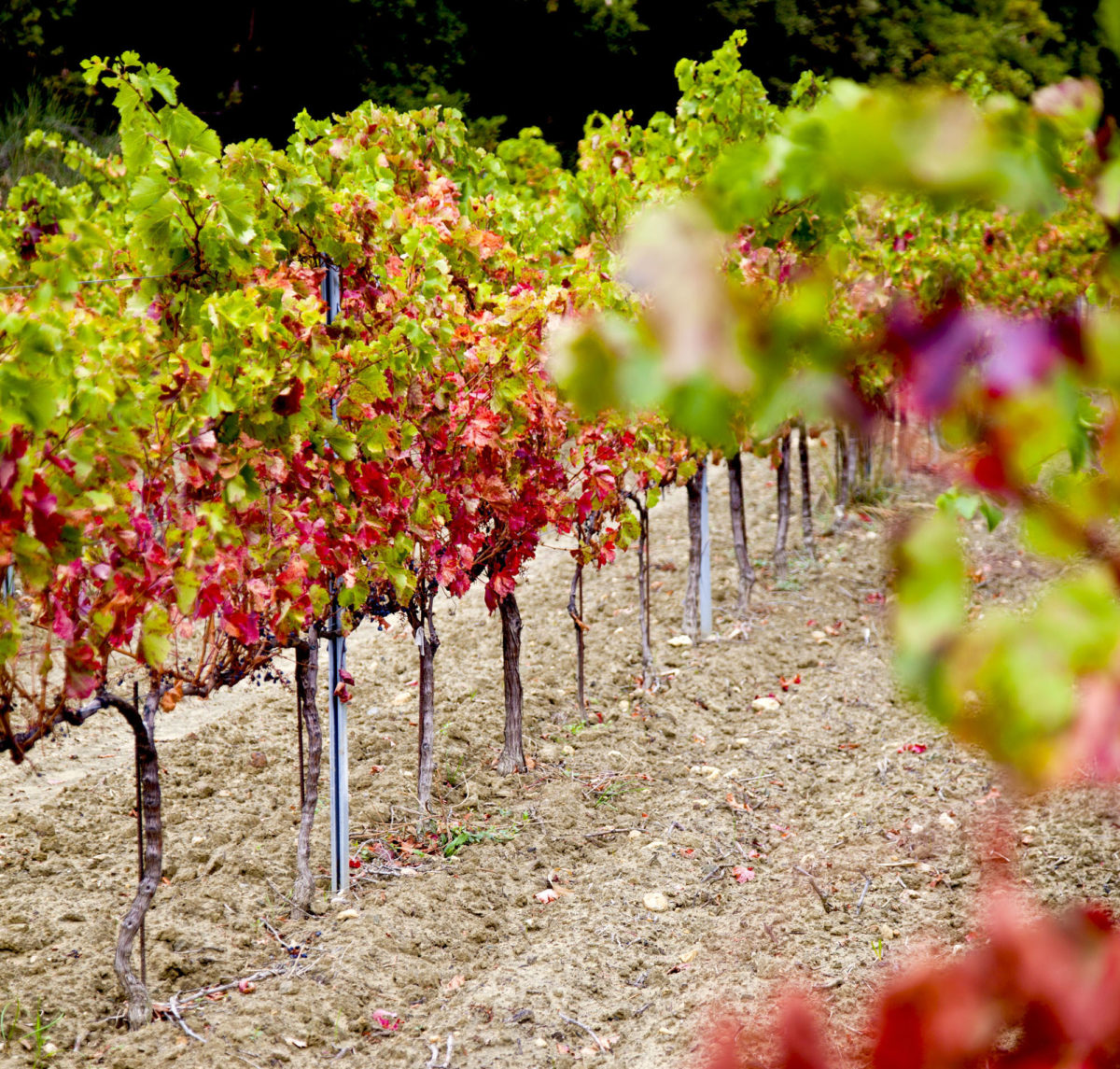 Appellation Grignan-les-Adhémar