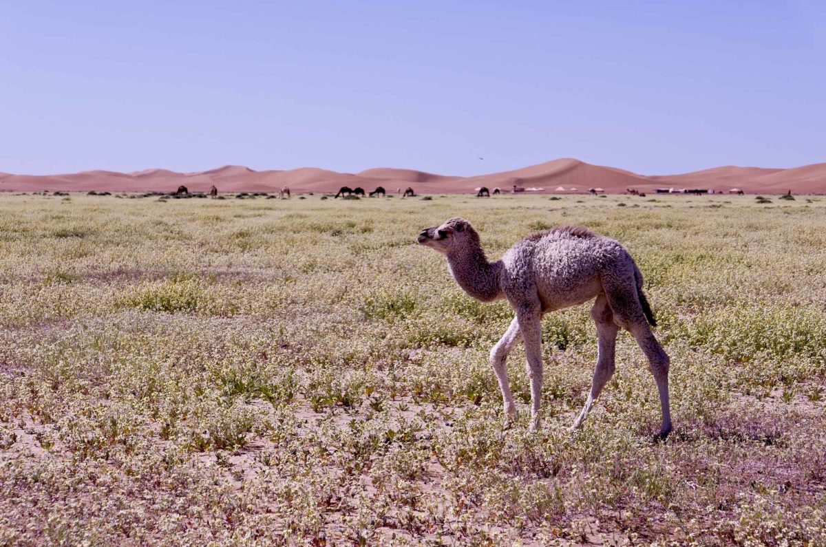Jeune dromadaire, Umnya Dune Camp, Maroc. © Elodie Rothan